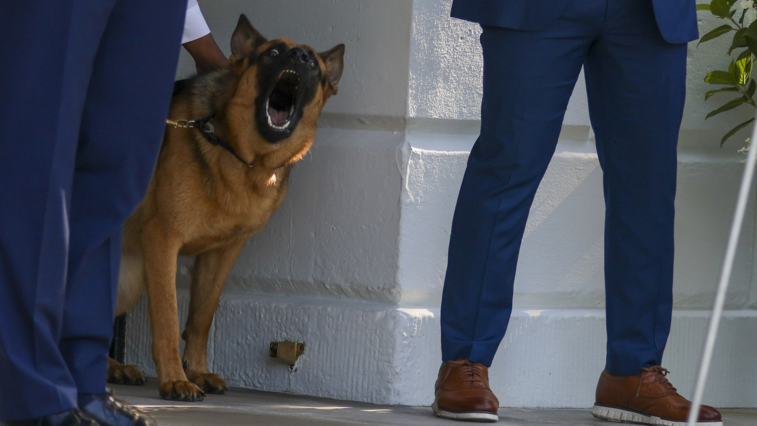 El perro de Biden abandona la Casa Blanca tras más de 10 ataques contra sus empleados