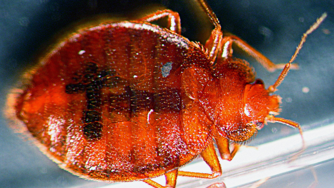 Ciudad de México lidia con una posible plaga de chinches