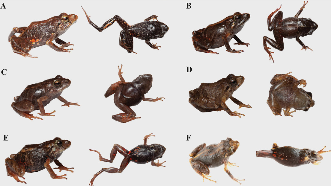 Descubren dos nuevas especies de ranas terrestres diminutas en Ecuador