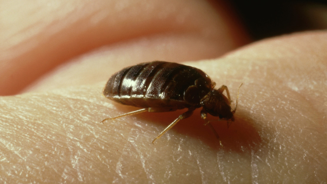 Los chinches infestan hogares y lugares públicos en España