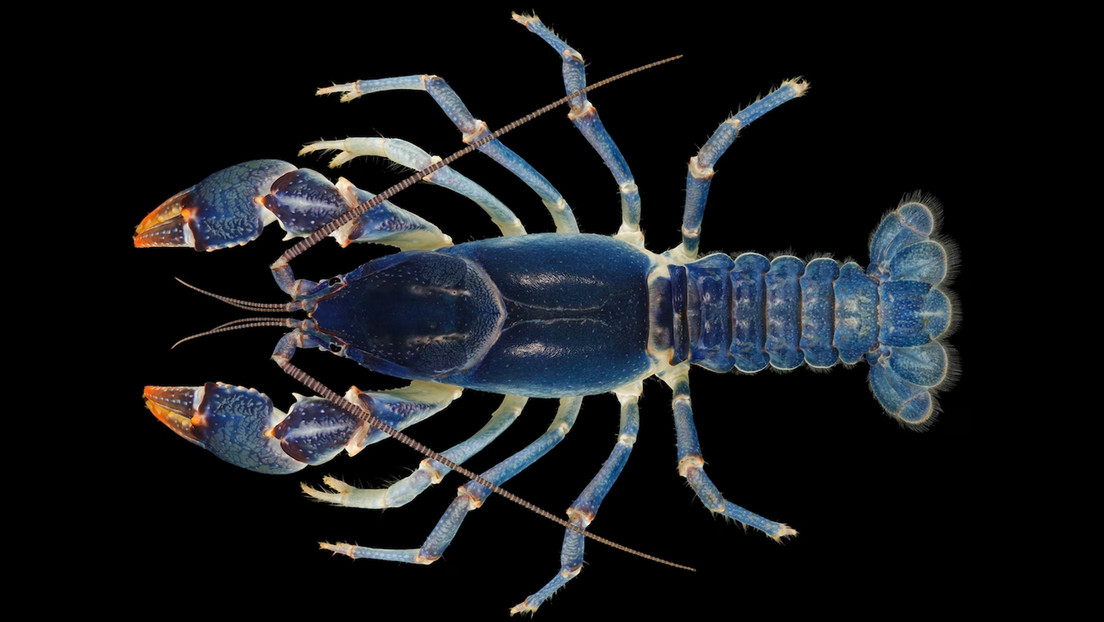 Descubren accidentalmente una nueva especie de cangrejo azul en EE.UU.