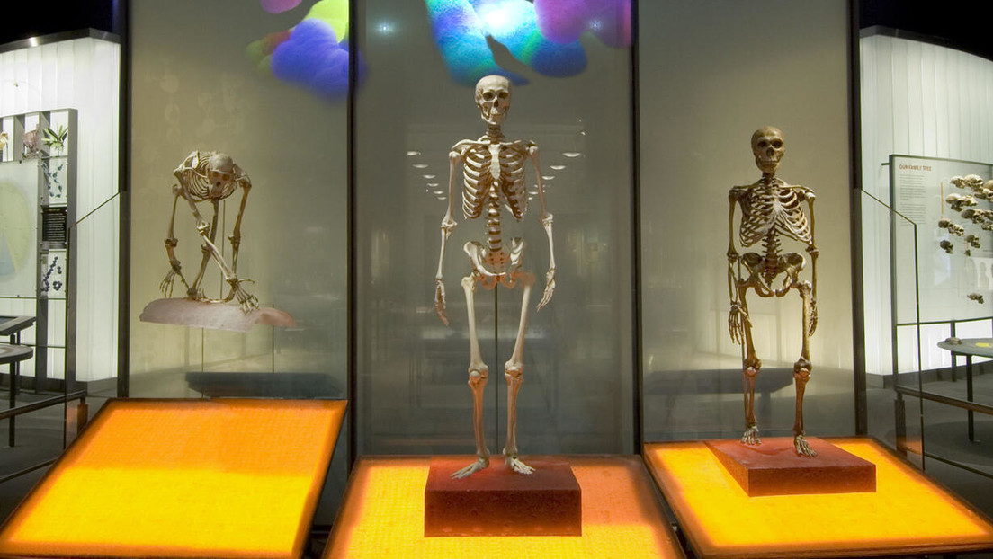 Por qué un museo de Nueva York dejará de exhibir huesos humanos
