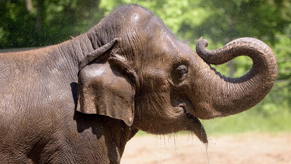 Una elefanta muere en un zoo después de que un perro pequeño asustara a su manada