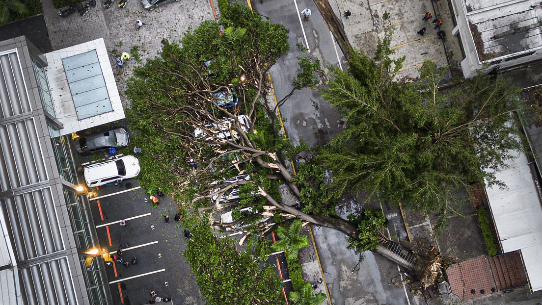 Fuertes temporales provocan caídas de árboles en Caracas (VIDEOS)