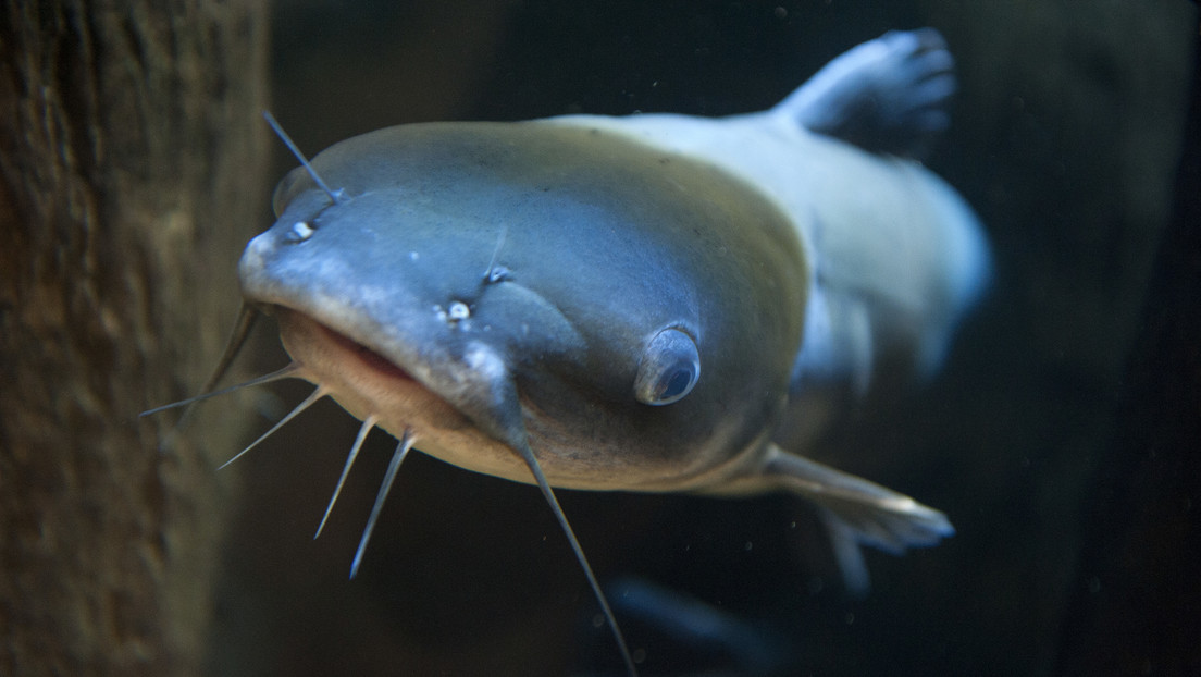 Siluros zombis monstruosos aparecen en las aguas de EE.UU.