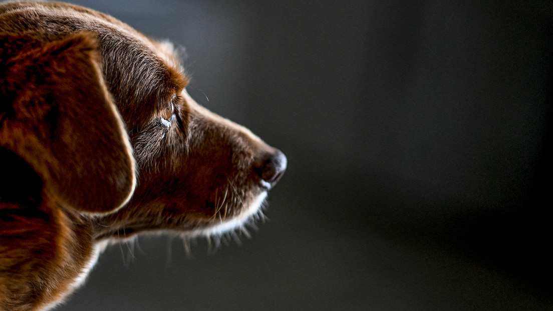Bobi, el perro más longevo de la historia, muere a los 31 años