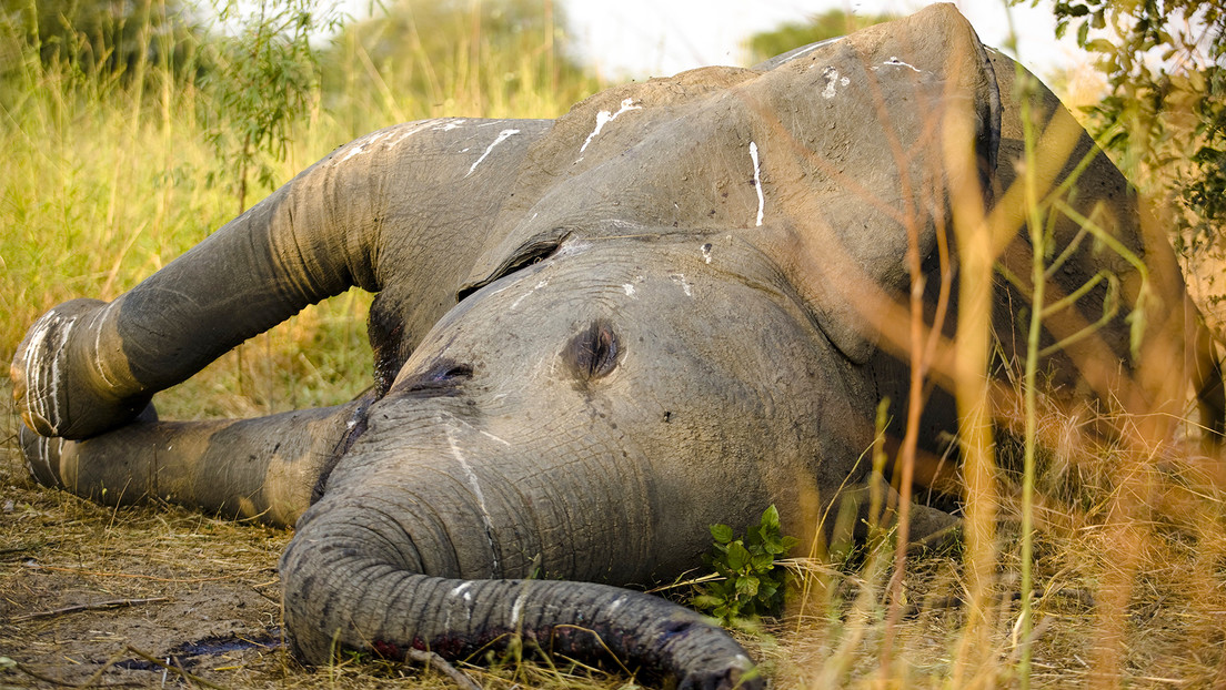 Descubren la razón de la misteriosa muerte masiva de elefantes en 2020