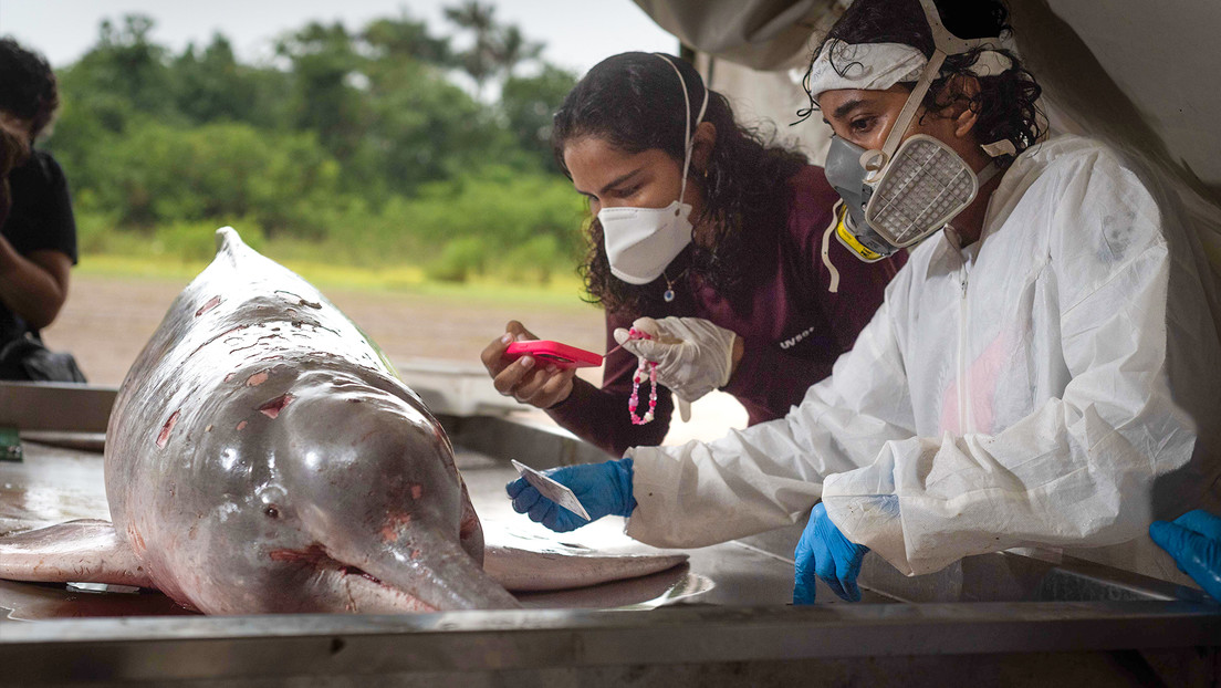 Hallan más delfines rosados muertos a lo largo del río Amazonas en Brasil