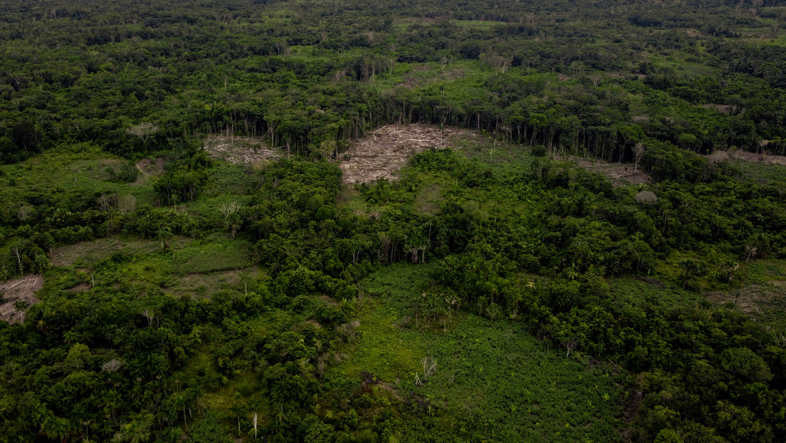 "Guarida fiscal": revelan debilidades en EE.UU. que favorecen la deforestación en la Amazonía