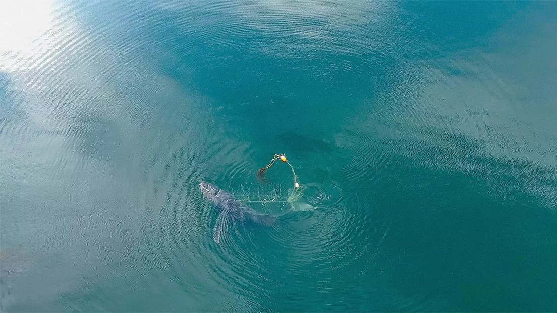 VIDEO: Rescatistas liberan a una ballena enredada en una trampa para cangrejos en Alaska