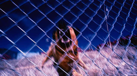 Un alto funcionario del Pentágono es acusado de organizar peleas de perros por más de 20 años