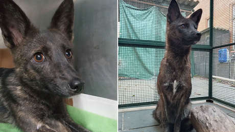 Descubren en Brasil el primer híbrido de perro y zorro del mundo