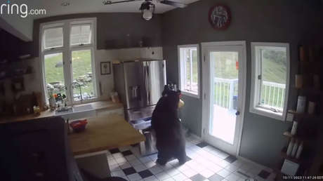 VIDEO: Un oso irrumpe en una casa en EE.UU. y roba lasaña del congelador