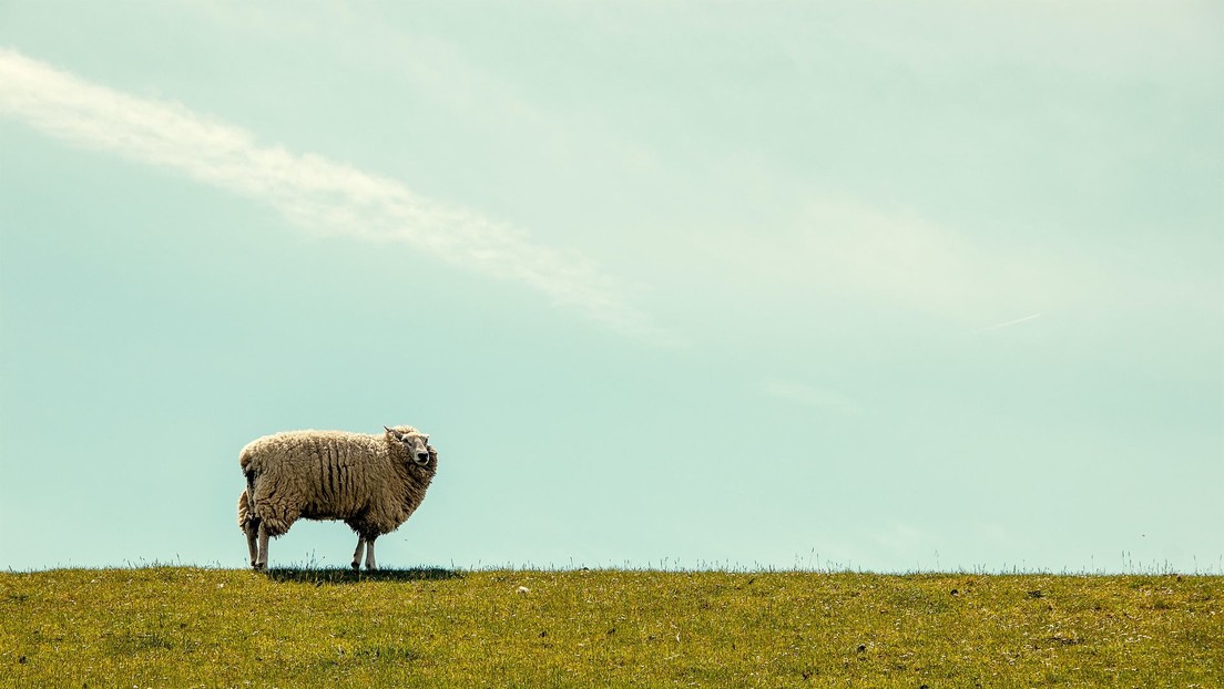 Rescatan a la "oveja más solitaria del Reino Unido" de un acantilado y le dan un nuevo hogar