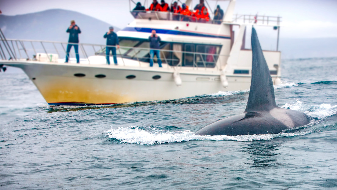 Orcas hunden un yate tras atacarlo durante casi una hora en el estrecho de Gibraltar