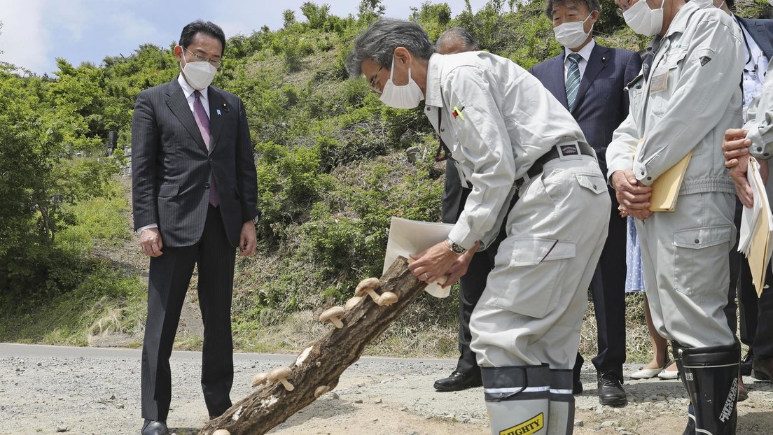 Detectan niveles altos de cesio radioactivo en setas cultivadas en Japón