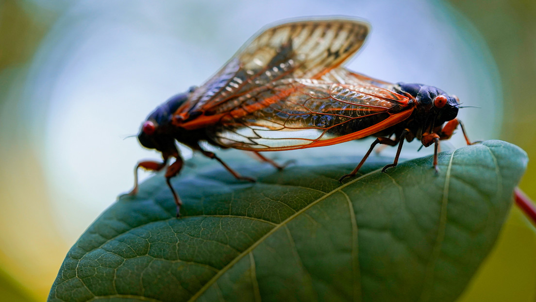 El número de especies en riesgo de extinción en Europa se duplica a 2 millones