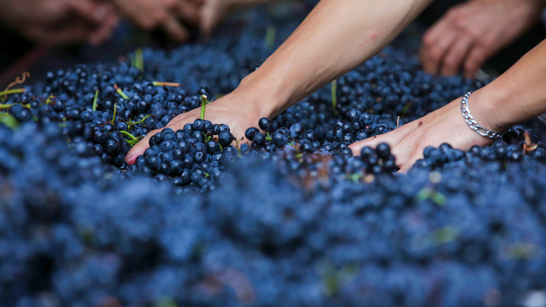 Alerta en Europa por la drástica caída de la producción mundial de uva y vino