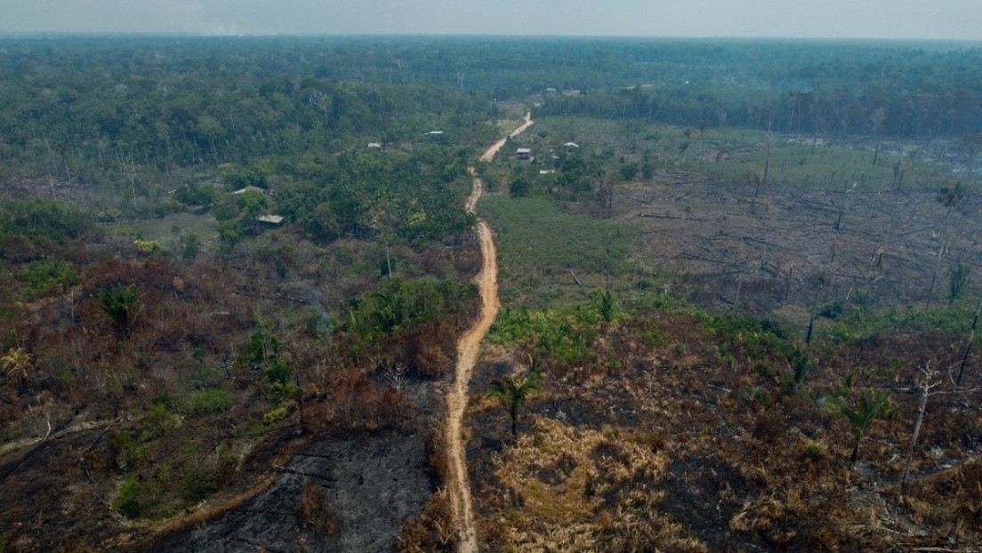 Cae en un 22,3 % la deforestación en la Amazonía brasileña en el último año