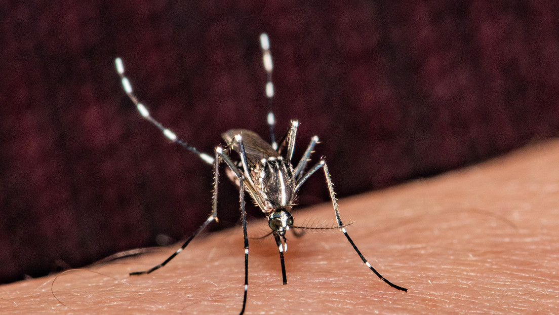 Estados Unidos aprueba la primera vacuna contra el virus de chikungunya