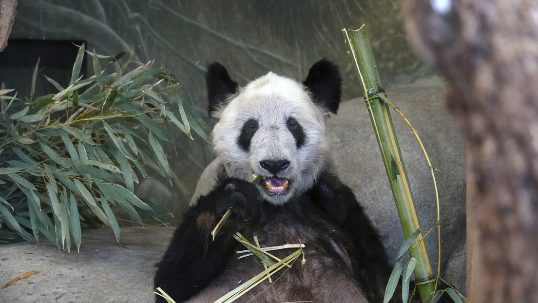 China "está dispuesta" a regresar los pandas a los zoológicos estadounidenses
