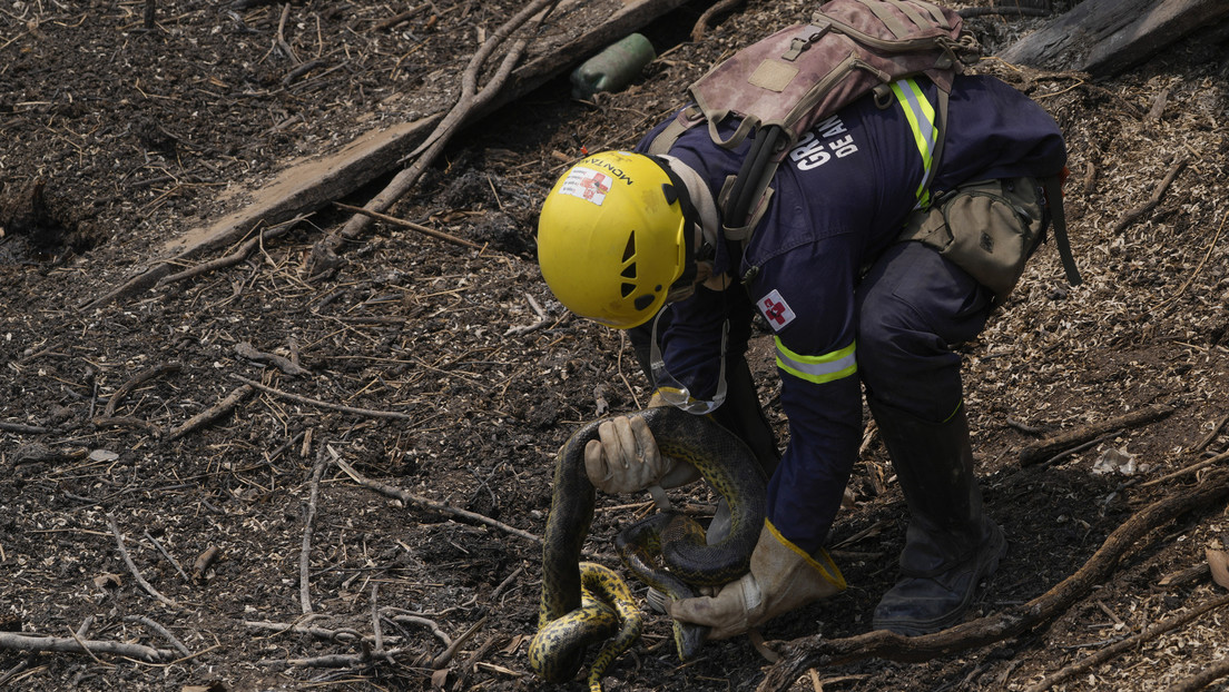 "Un cementerio al aire libre": animales del Pantanal brasileño luchan por sobrevivir a incendios