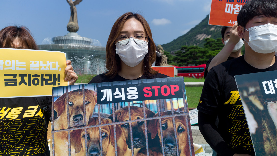 Corea del Sur busca prohibir por ley el consumo de carne de perro