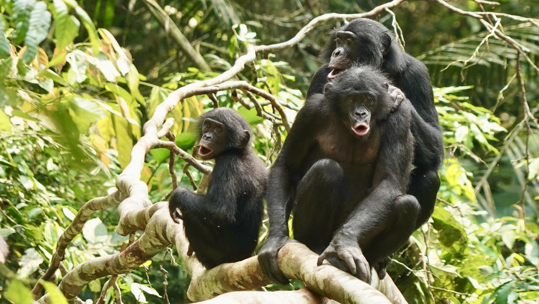 Los humanos no somos los únicos primates que cooperan entre grupos