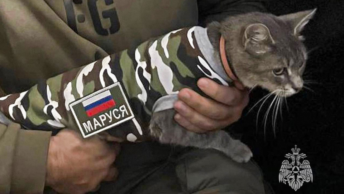 Conozcan a Marusia, la gata bombero que ayudará a militares rusos a defender sus víveres