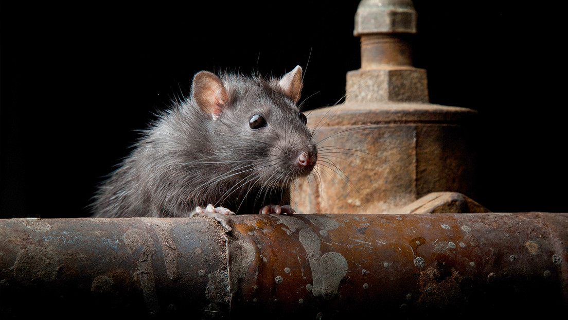 Una plaga de ratas invade una ciudad australiana