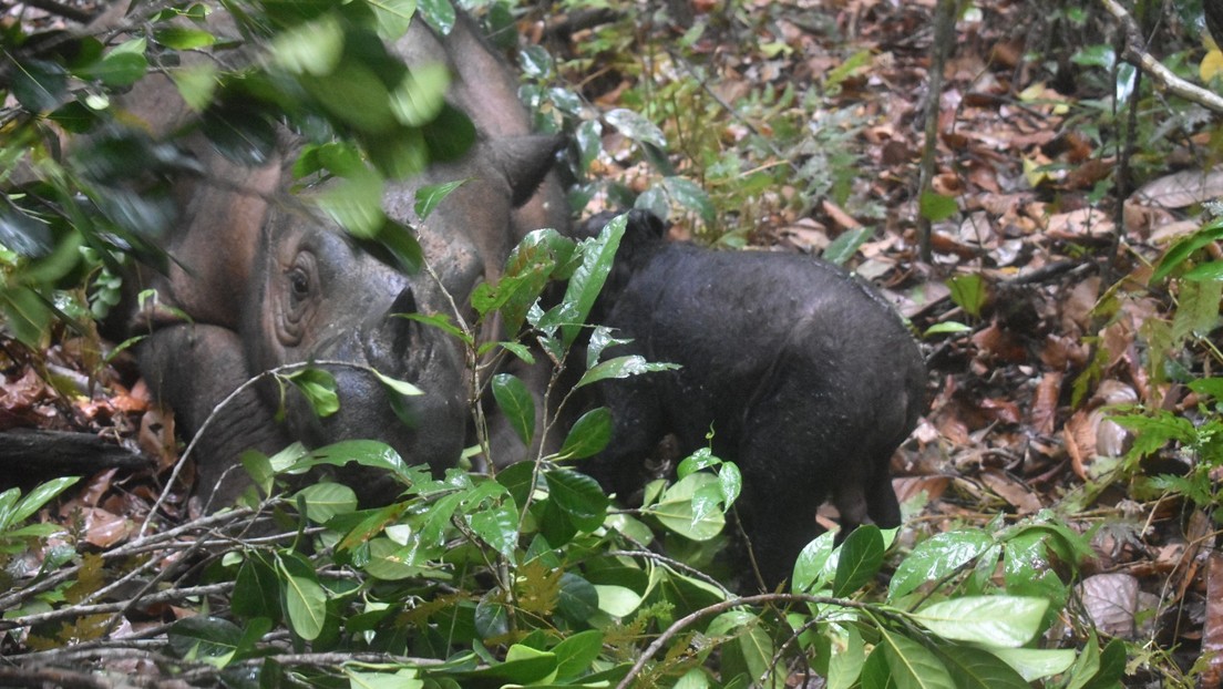 Nace en Indonesia una cría de rinoceronte de Sumatra, en peligro crítico de extinción