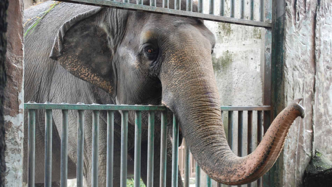 Muere en soledad y cautiverio la elefanta "más triste del mundo"