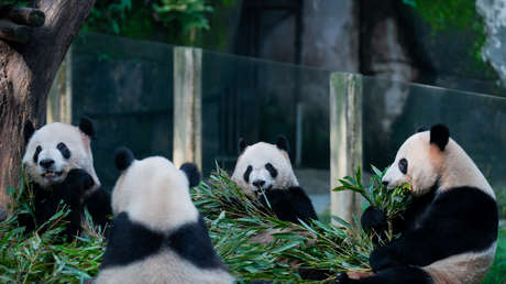 'Crisis de pandas' entre EE.UU. y China: otros tres regresan a casa desde Washington