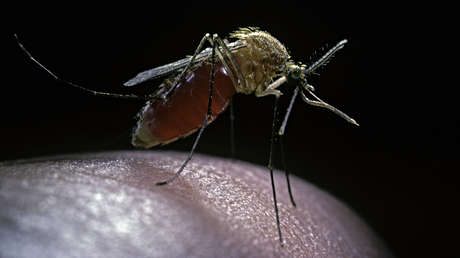 Ecuador registra más de 23.000 casos de dengue y marca su máximo en 7 años