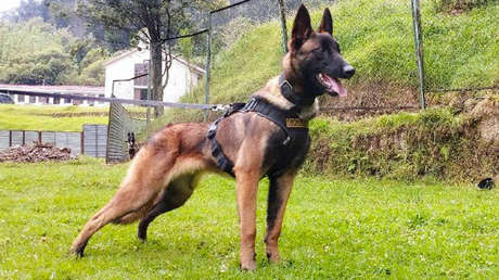 Wilson, el perro desaparecido en la selva colombiana durante el rescate de los 4 niños indígenas, tendrá su monumento