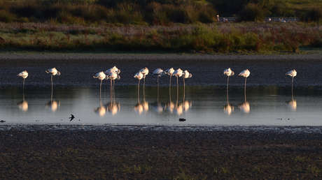 La 'guerra del agua' se salda con el indulto a Doñana, el mayor humedal de España