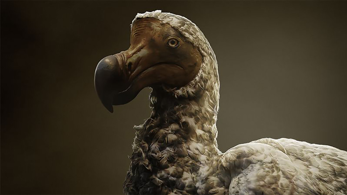 ¿Cómo será el plan de 'desextinción' para regresar a la vida al pájaro dodo?