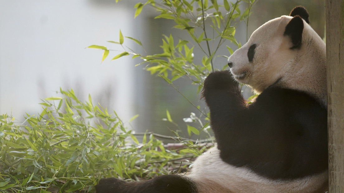 Reino Unido devuelve a China sus únicos dos pandas después de 12 años