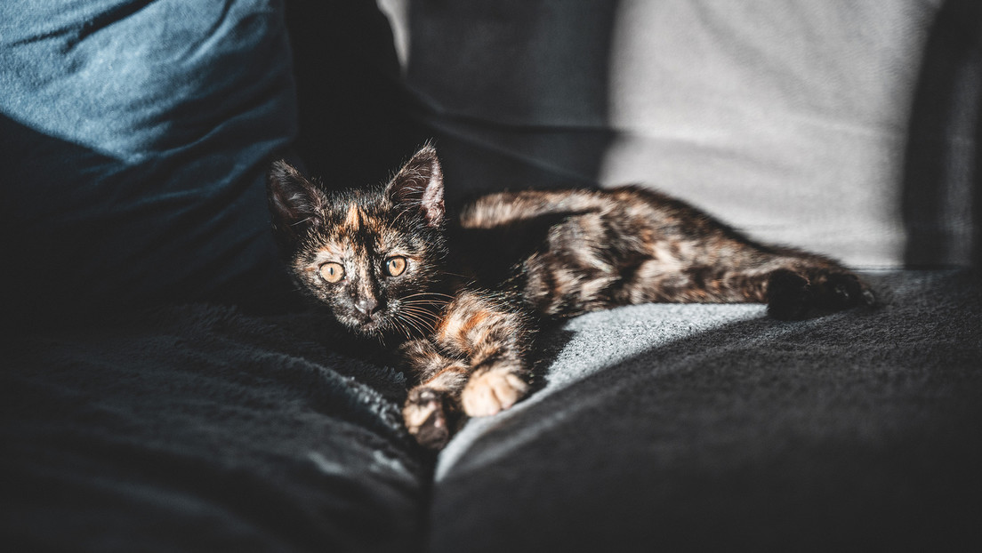 Un nuevo estudio sugiere que tener un gato como mascota aumenta el riesgo de esquizofrenia