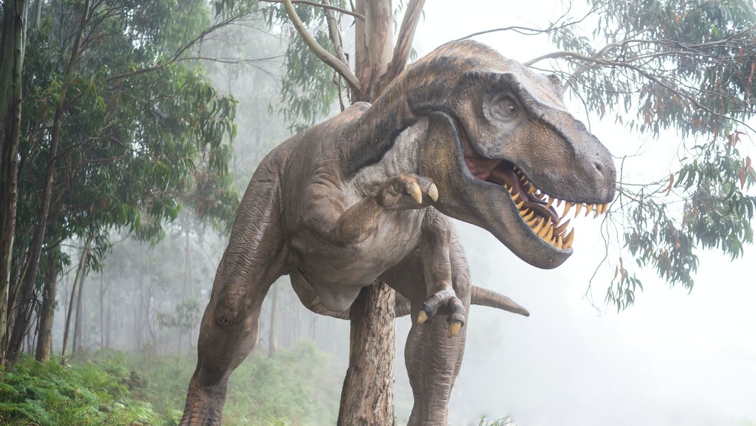 Un fósil revela cuál fue la última comida de un joven tiranosaurio