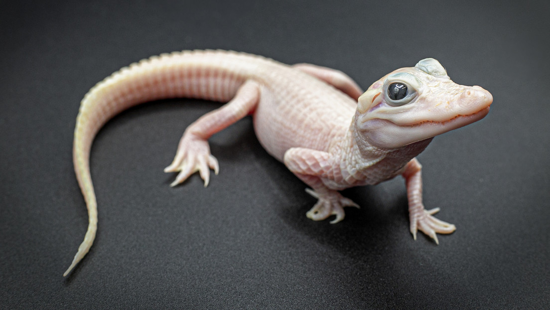 Nace en Florida un caimán extremadamente raro de piel rosa y ojos azules