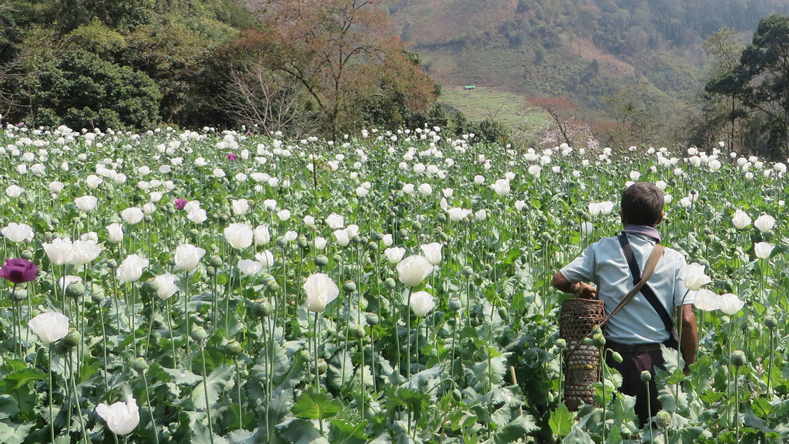 Este país es el nuevo mayor productor de opio del mundo