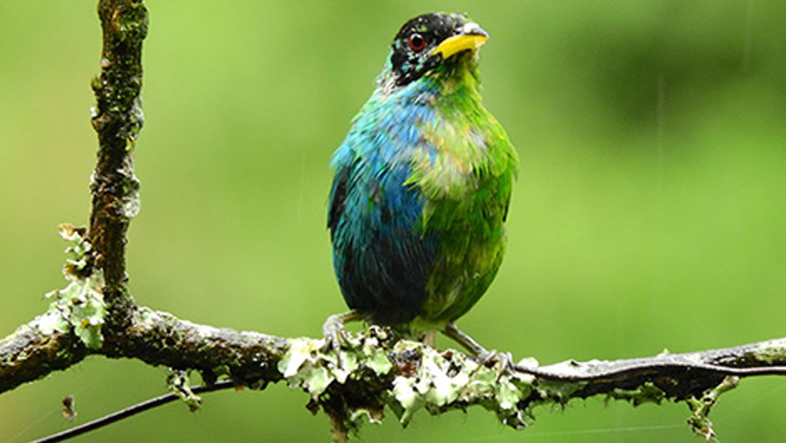 Fotografían a un pájaro mitad macho y mitad hembra en Colombia