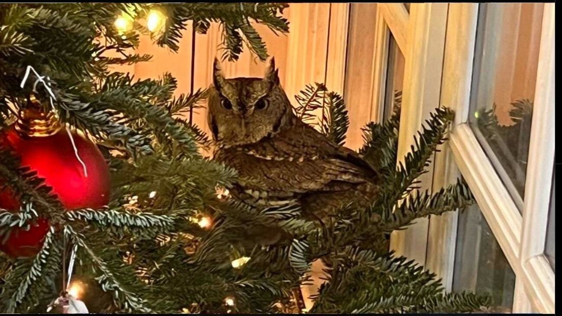 Una familia encuentra un 'adorno' vivo en su árbol de Navidad