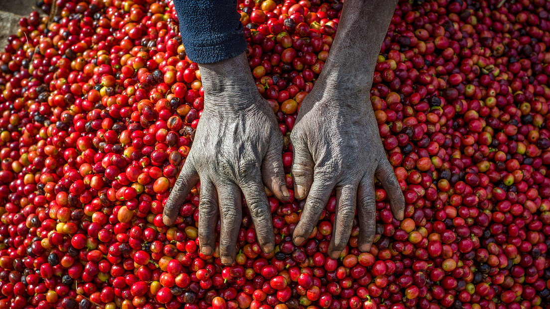 Empresas cafeteras se alejan de África ante la amenaza de una ley de deforestación que sancionará la UE