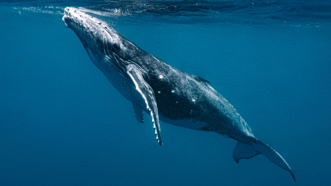Buscadores de extraterrestres entablan por primera vez una 'conversación' con una ballena