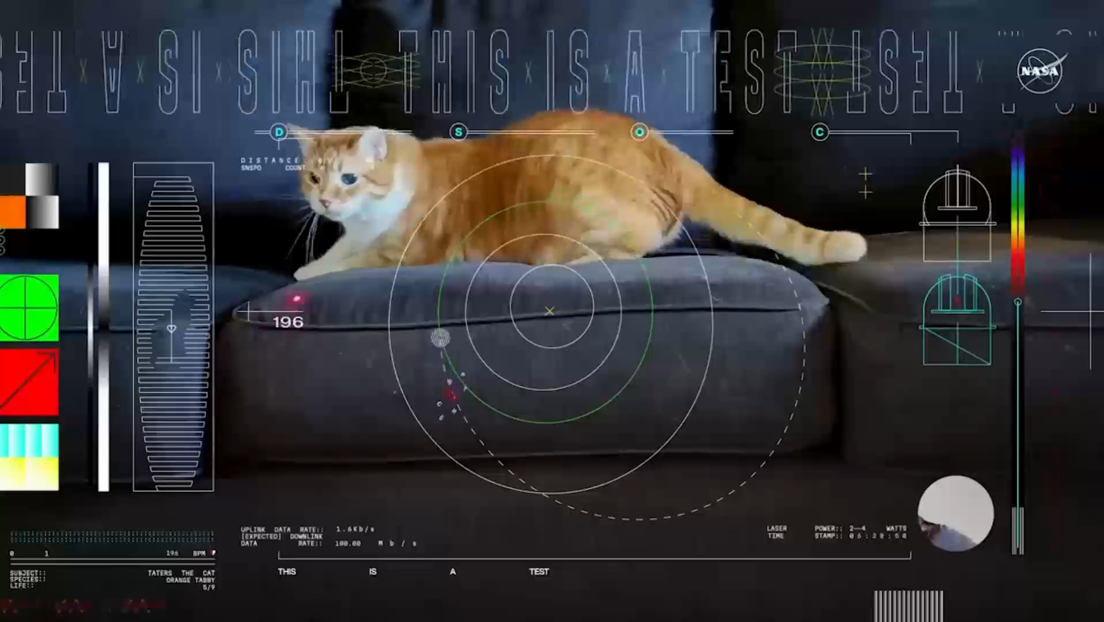 Frecuencia felina: un gato protagoniza el primer video enviado desde el espacio profundo