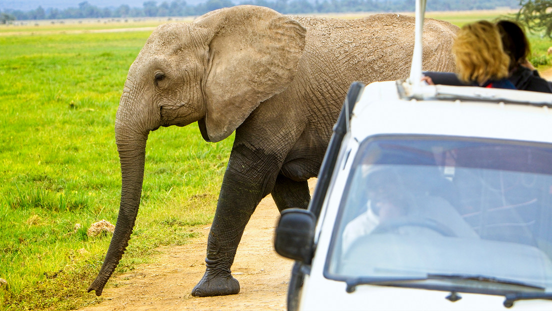 VIDEO: Un elefante ataca un auto con turistas en Sri Lanka