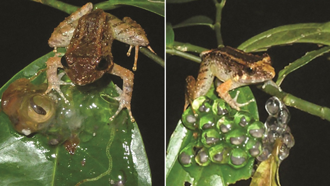 Descubren una diminuta especie de rana con colmillos en Indonesia