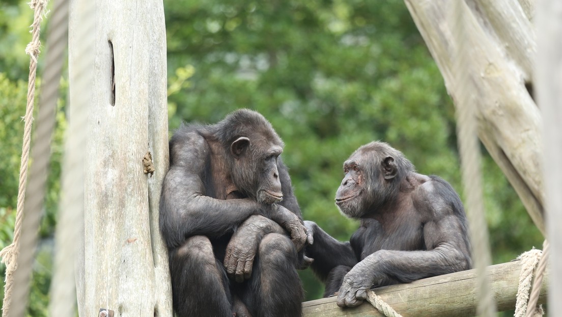 Descubren que los simios pueden reconocer a amigos que no vieron por décadas